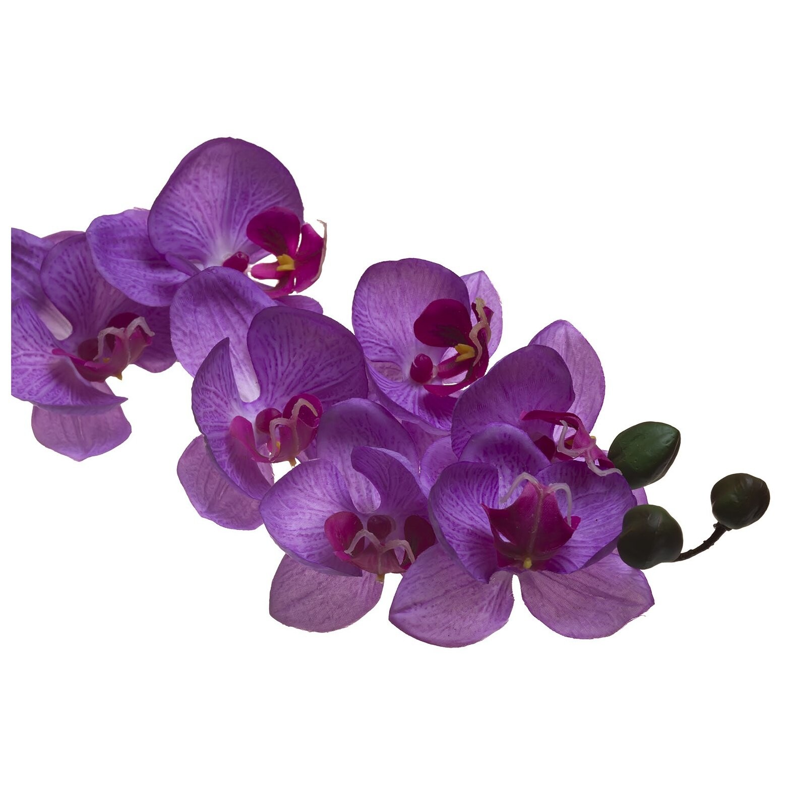 Орхидея лиловая (8j-1219s0005)