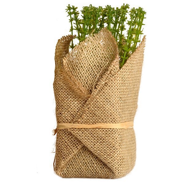 Искусственное растение Potted Herb Polini - изображение 1