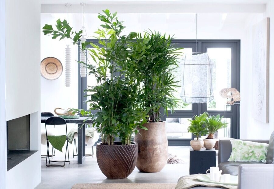 Большие комнатные растения для дома или квартиры: виды, фото и названия