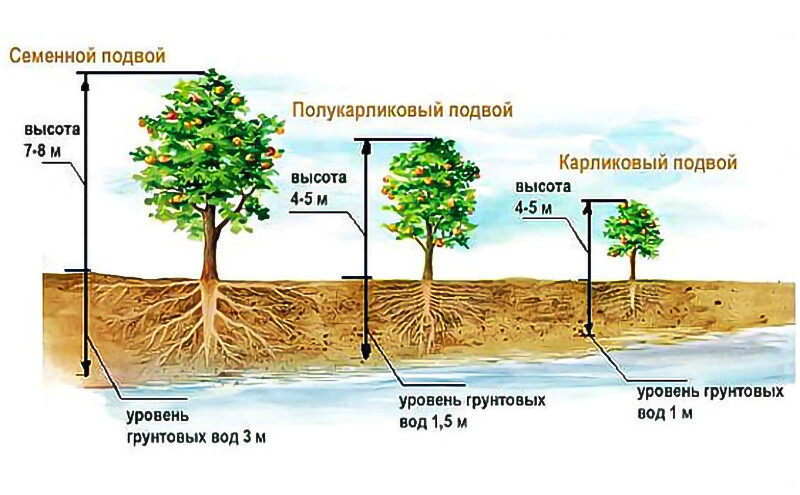 Посадка деревьев. Как делаю я.