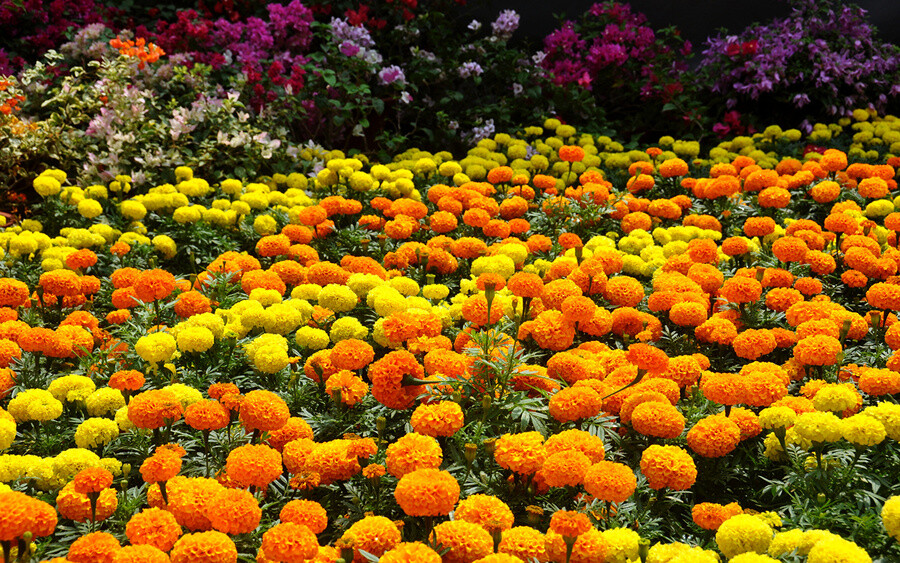 17 однолетников с желтыми и оранжевыми цветками – впустите в сад солнце!
