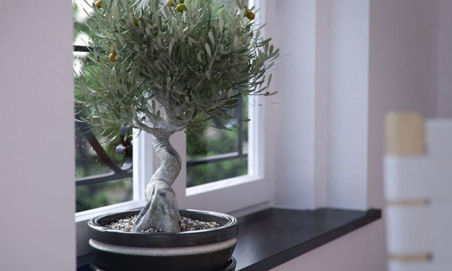 Оливковое дерево: выращивание и уход в домашних условиях