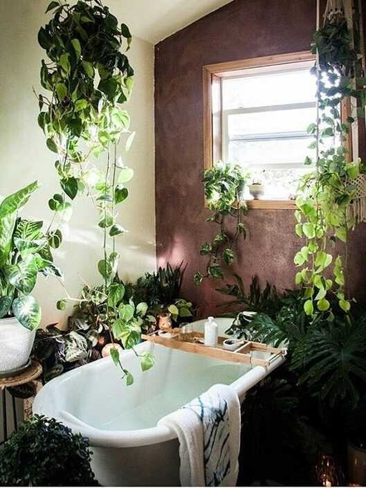 Комнатные растения для ванной с окнами и без окон