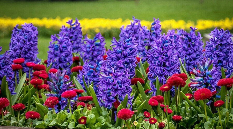 30 самых красивых весенних цветов: определитель с фото и названиями фото HD картинки