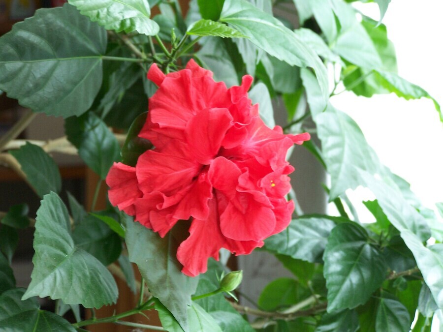 Комнатный цветок с бордовыми листьями - фото онлайн на витамин-п-байкальский.рф