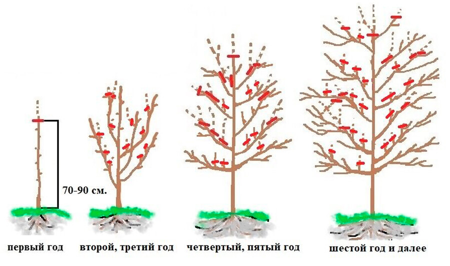Карликовые деревья для сада: топ-20 плодовых и декоративных растений