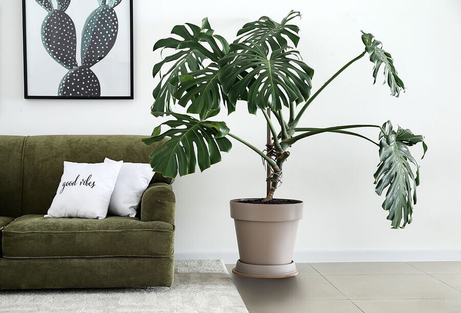 8 запретных растений и цветов, которые лучше не держать в квартире