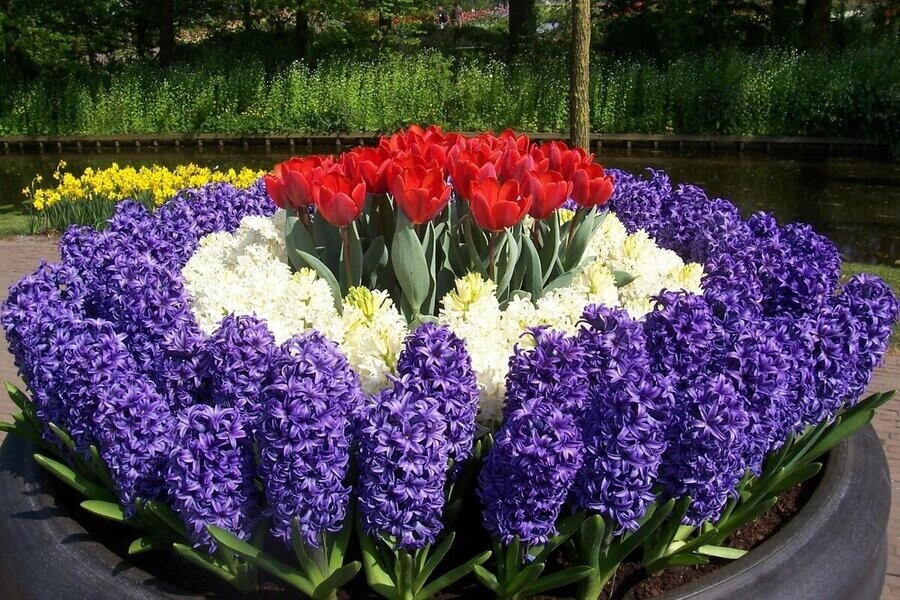 Топ-5 прекрасных весенних первоцветов: где и когда увидеть цветение? — Блог о турах по Украине