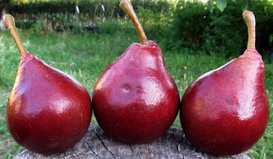 Груши