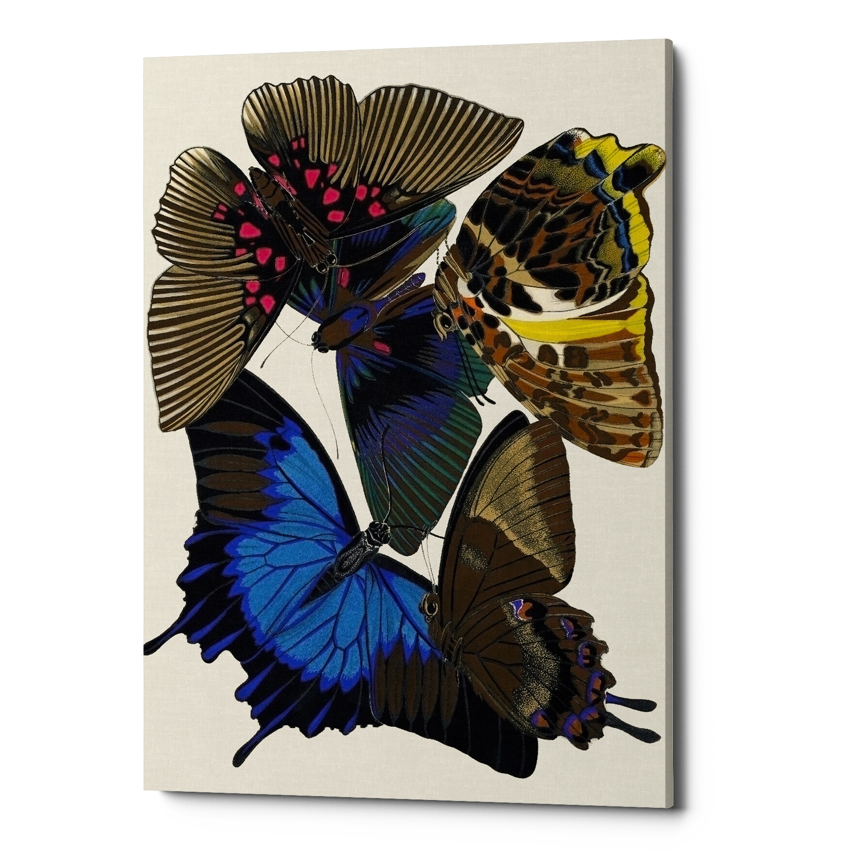 Картина на холсте коричневая «Бабочки мира 10»
