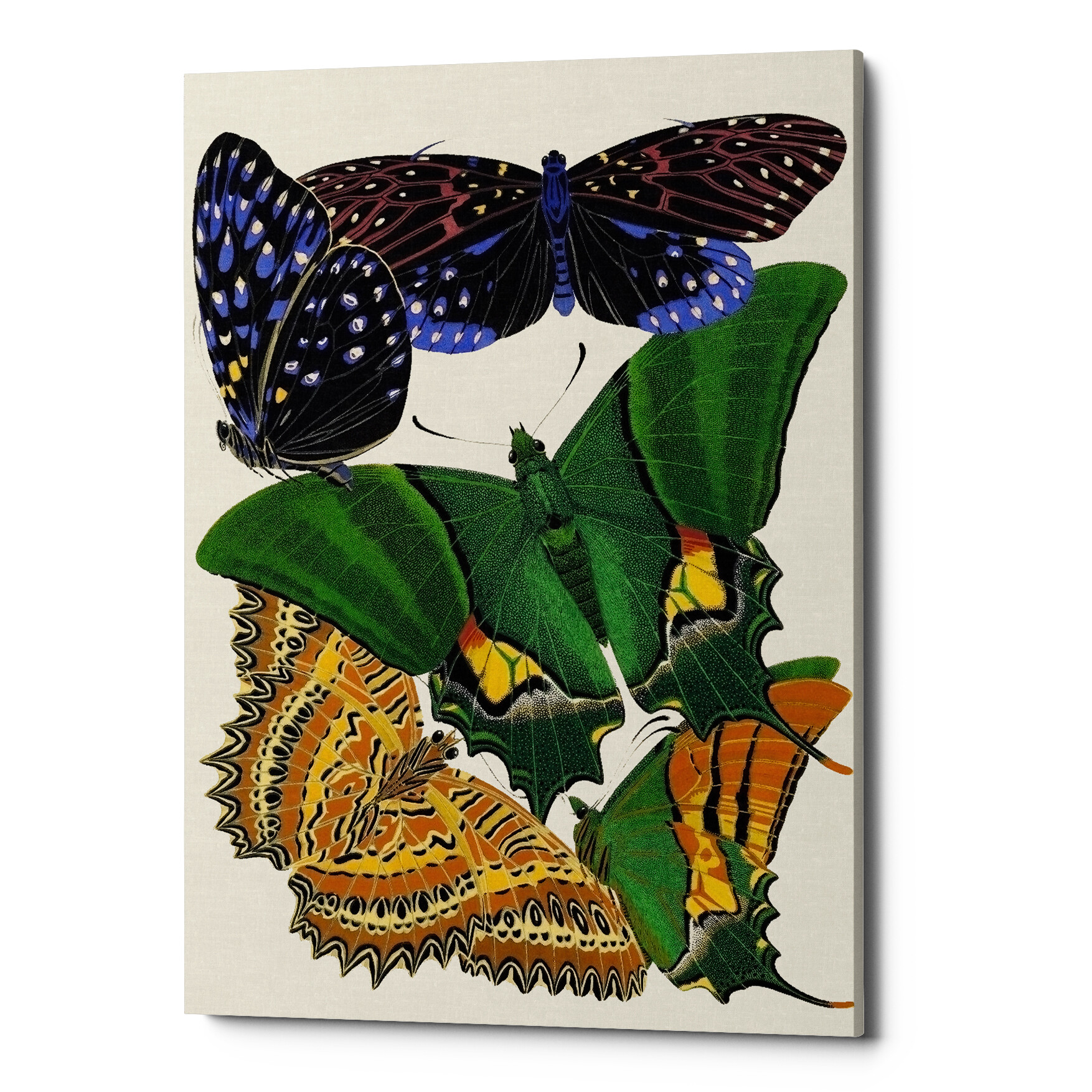 Картина на холсте коричнево-зеленая «Бабочки мира 6»