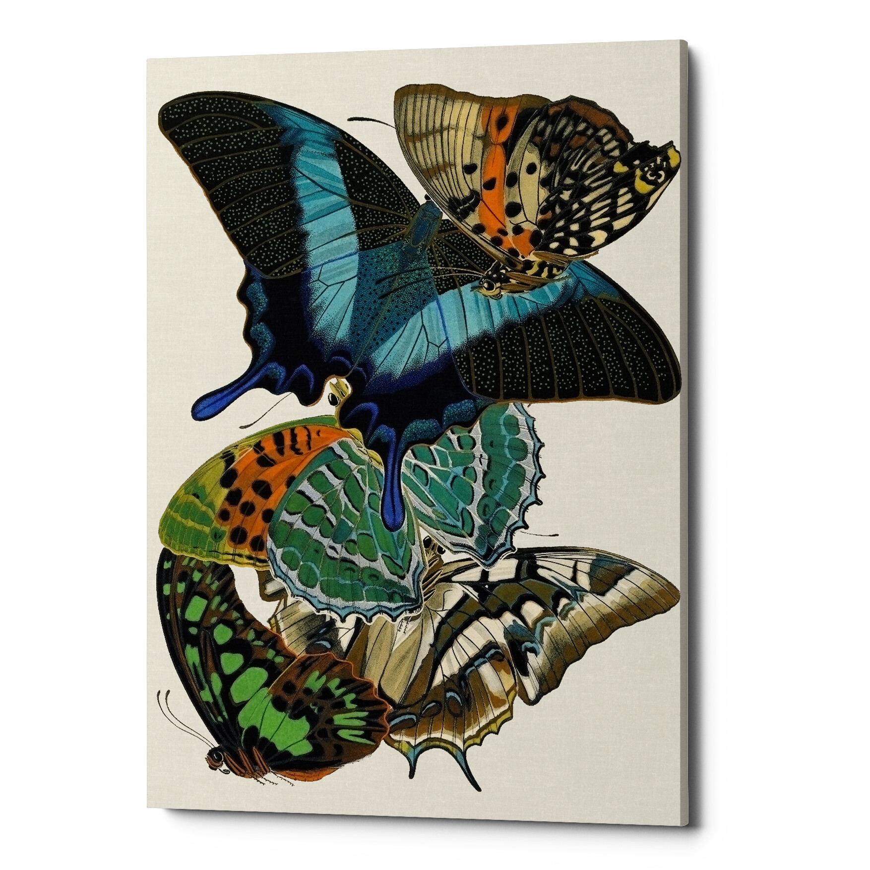 Картина на холсте черно-зеленая «Бабочки мира 8»