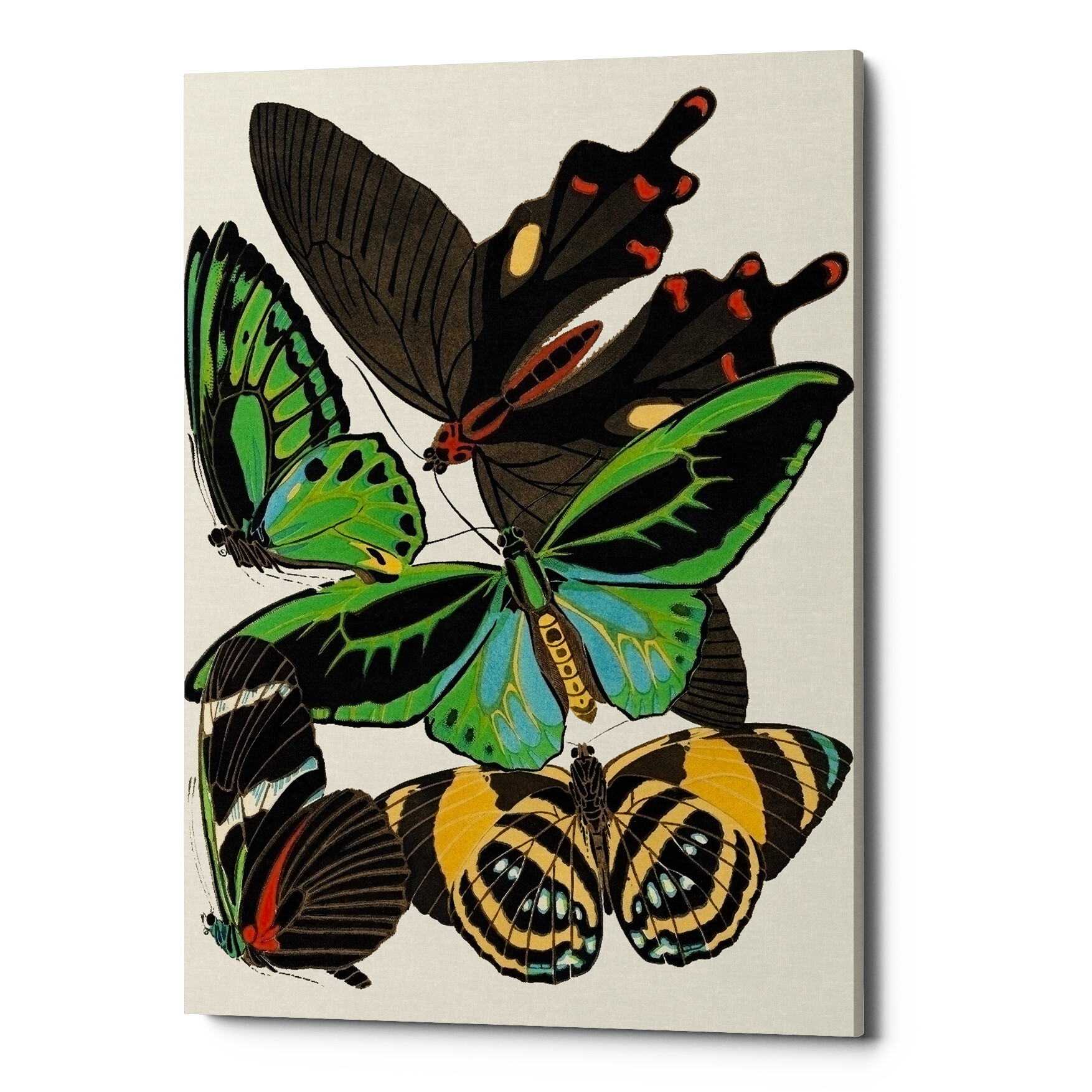 Картина на холсте черно-зеленая «Бабочки мира 2»