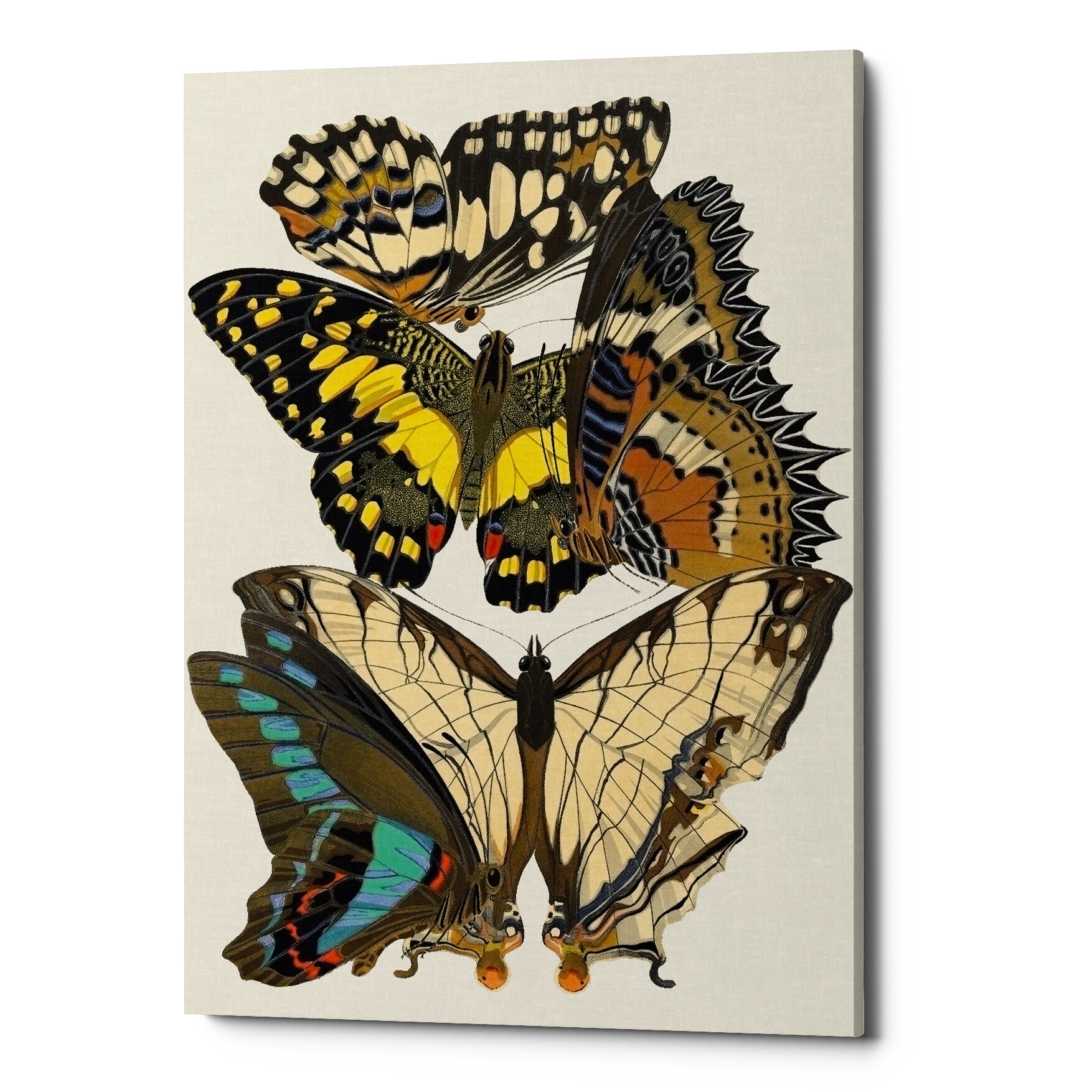 Картина на холсте желто-коричневая «Бабочки мира 4»