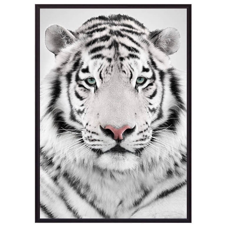 Постер в алюминиевом багете 40х60 см &quot;Белый тигр&quot;
