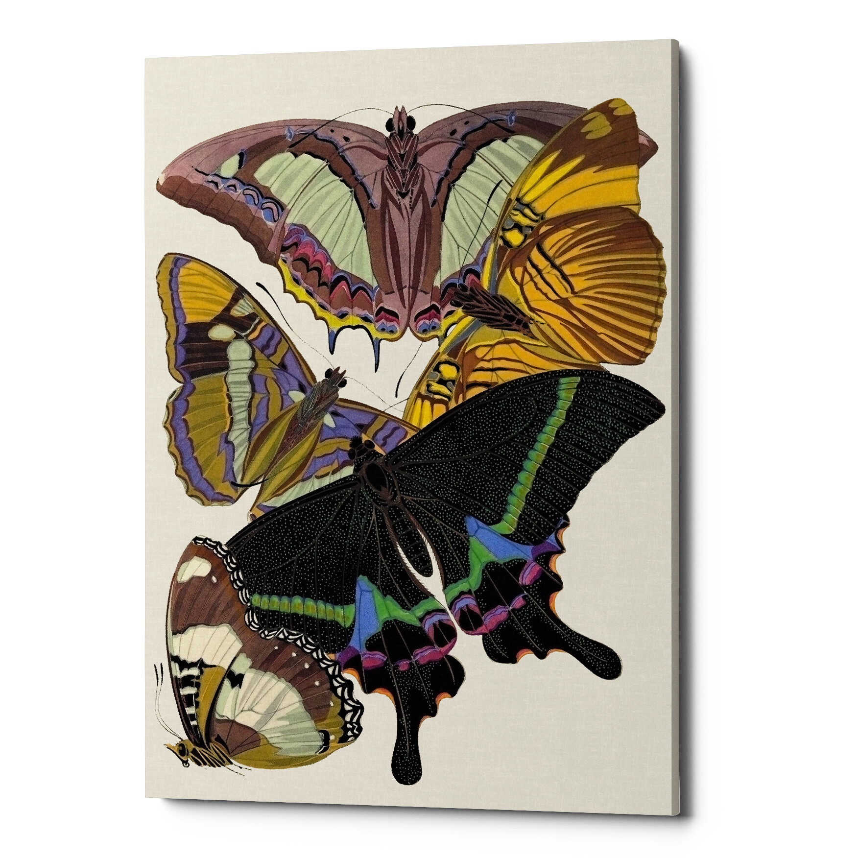 Картина на холсте черно-коричневая «Бабочки мира 15»