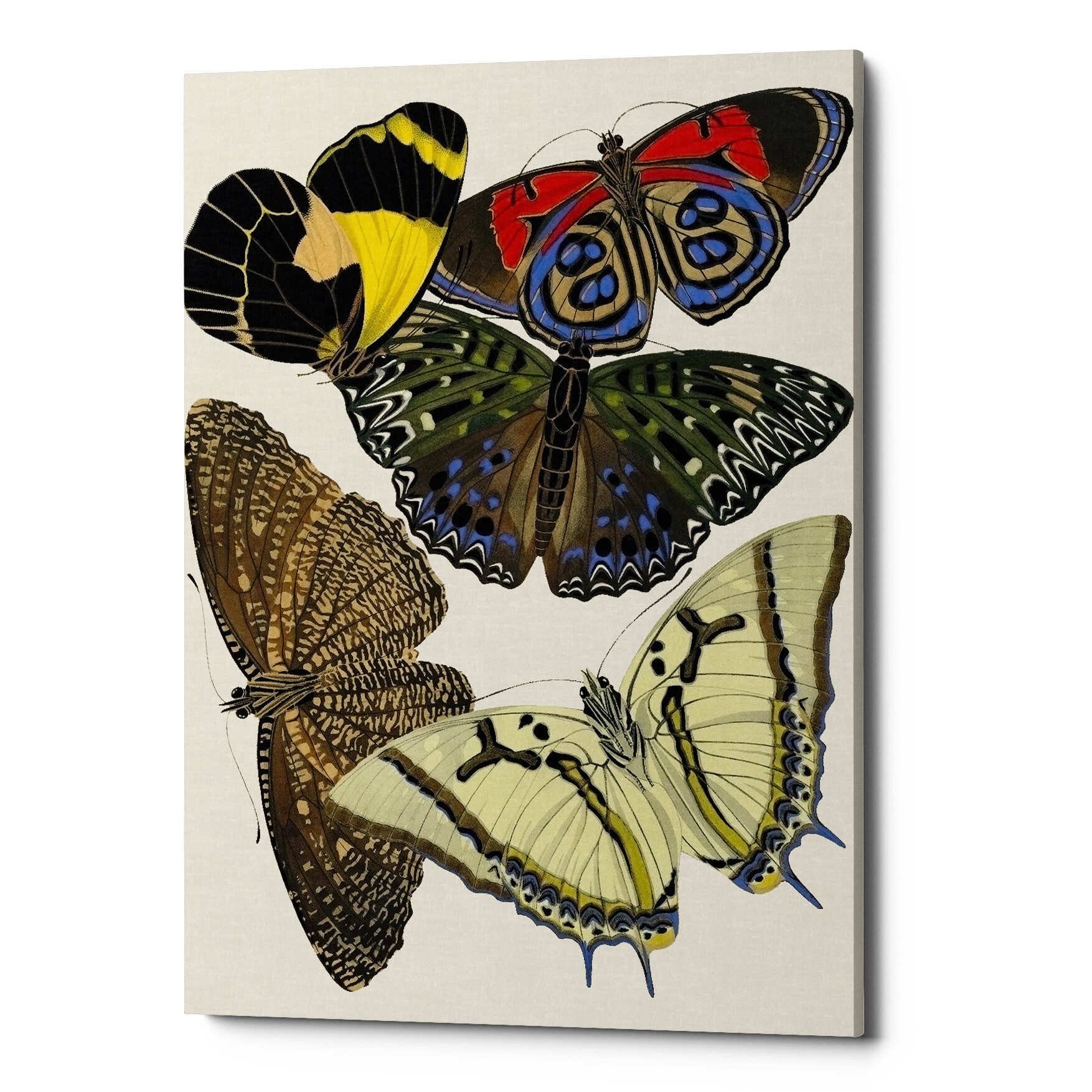Картина на холсте коричневая «Бабочки мира 1»