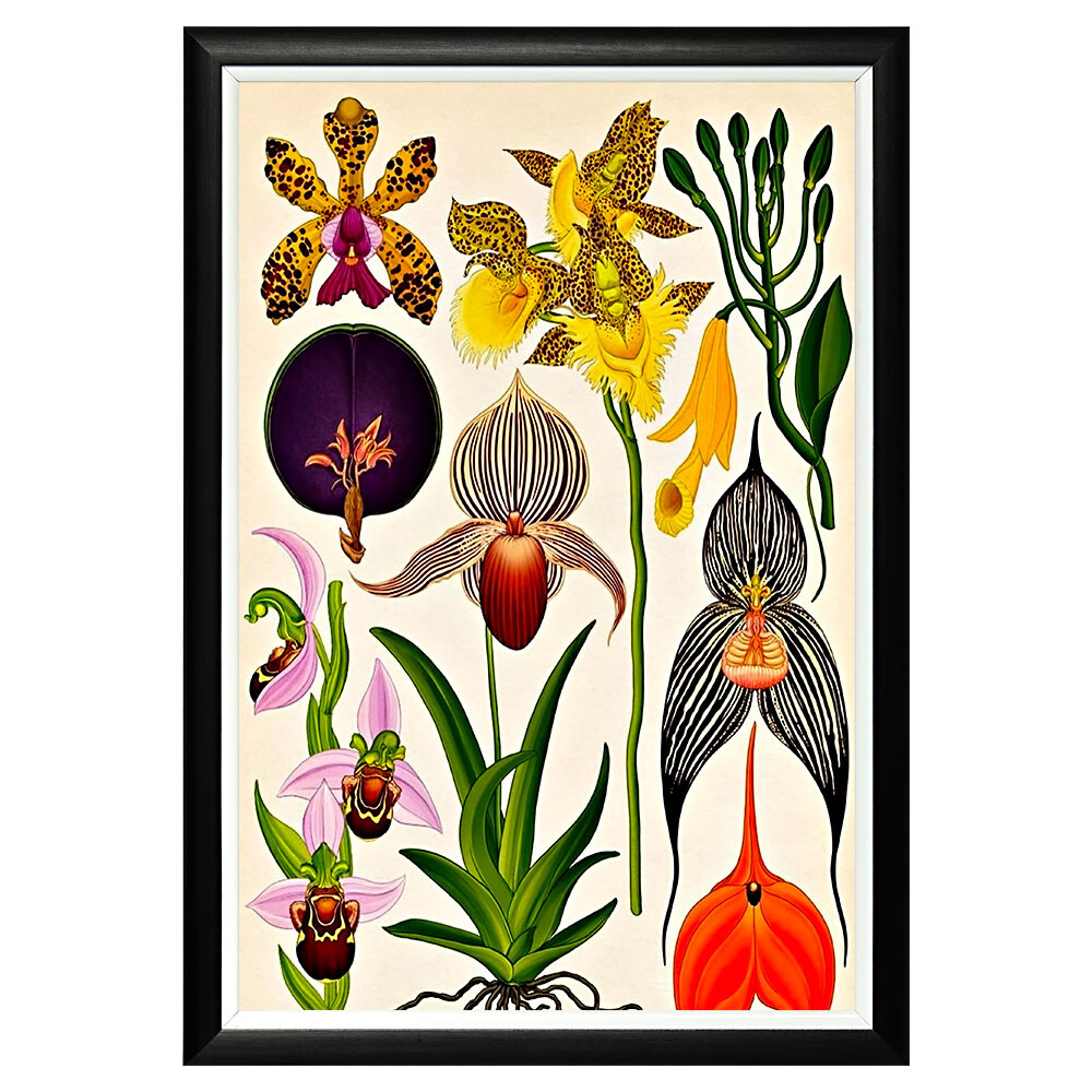 Арт-постер «Гербарий. Орхидеи»