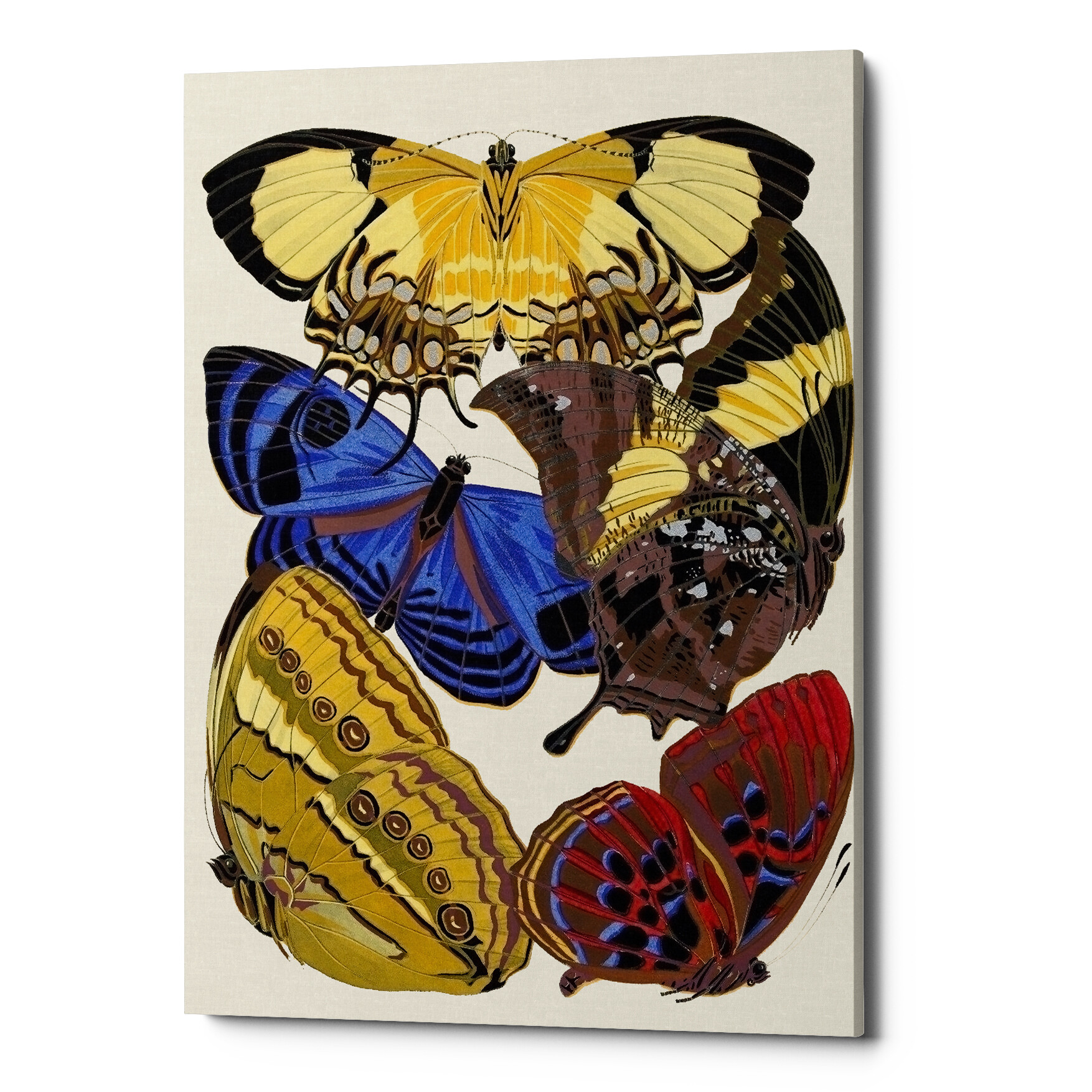 Картина на холсте желто-синяя «Бабочки мира 14»