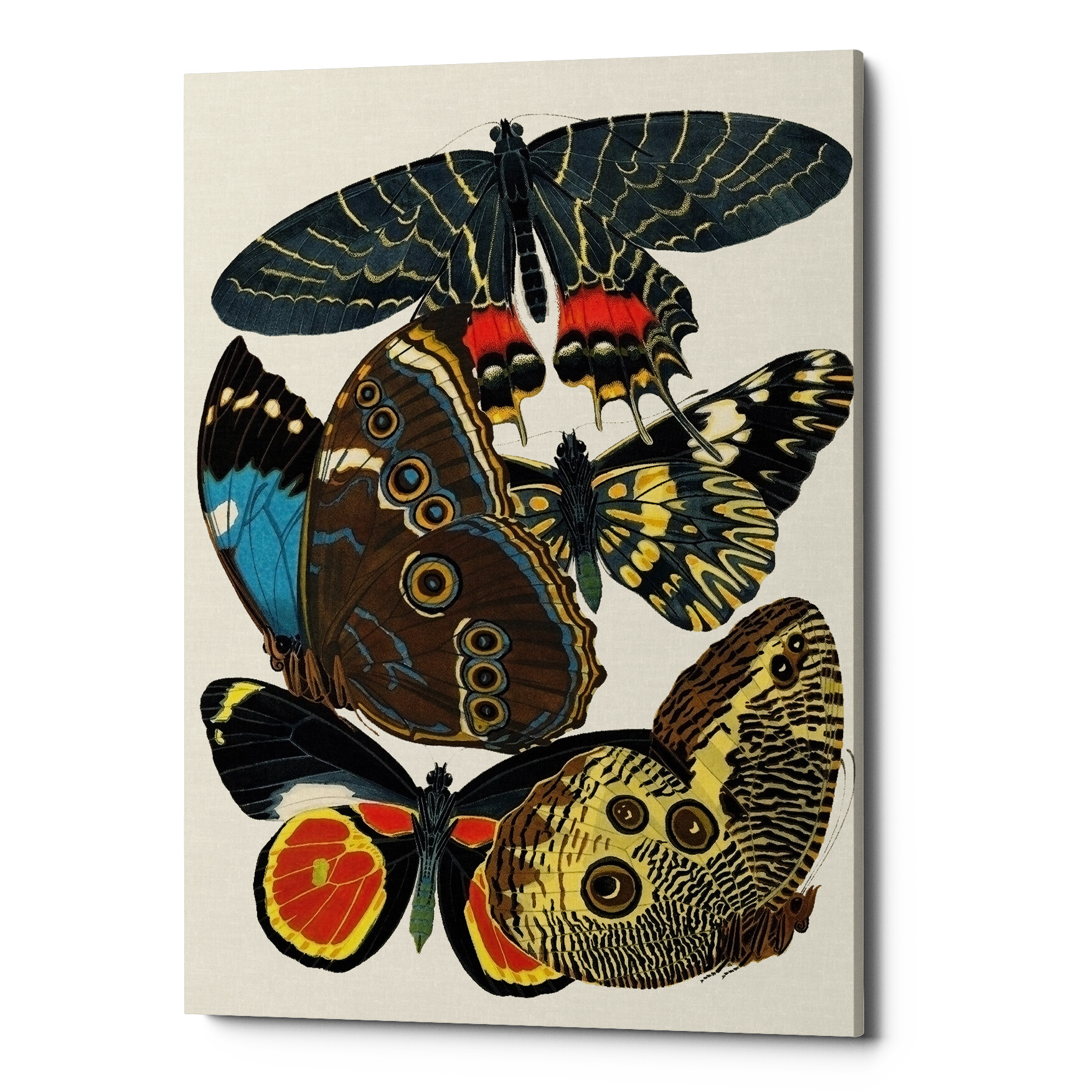 Картина на холсте коричневая «Бабочки мира 16»