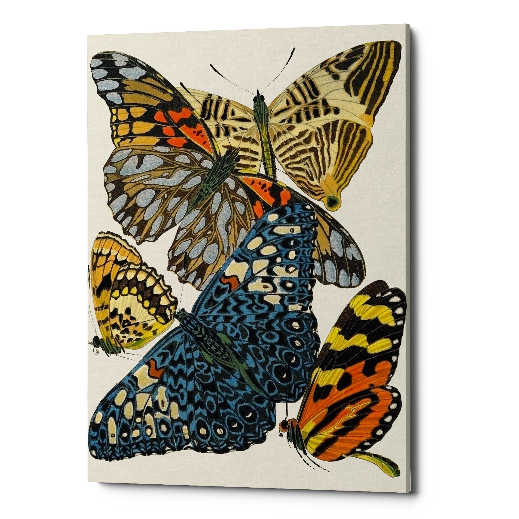 Картина на холсте коричневая «Бабочки мира 17»