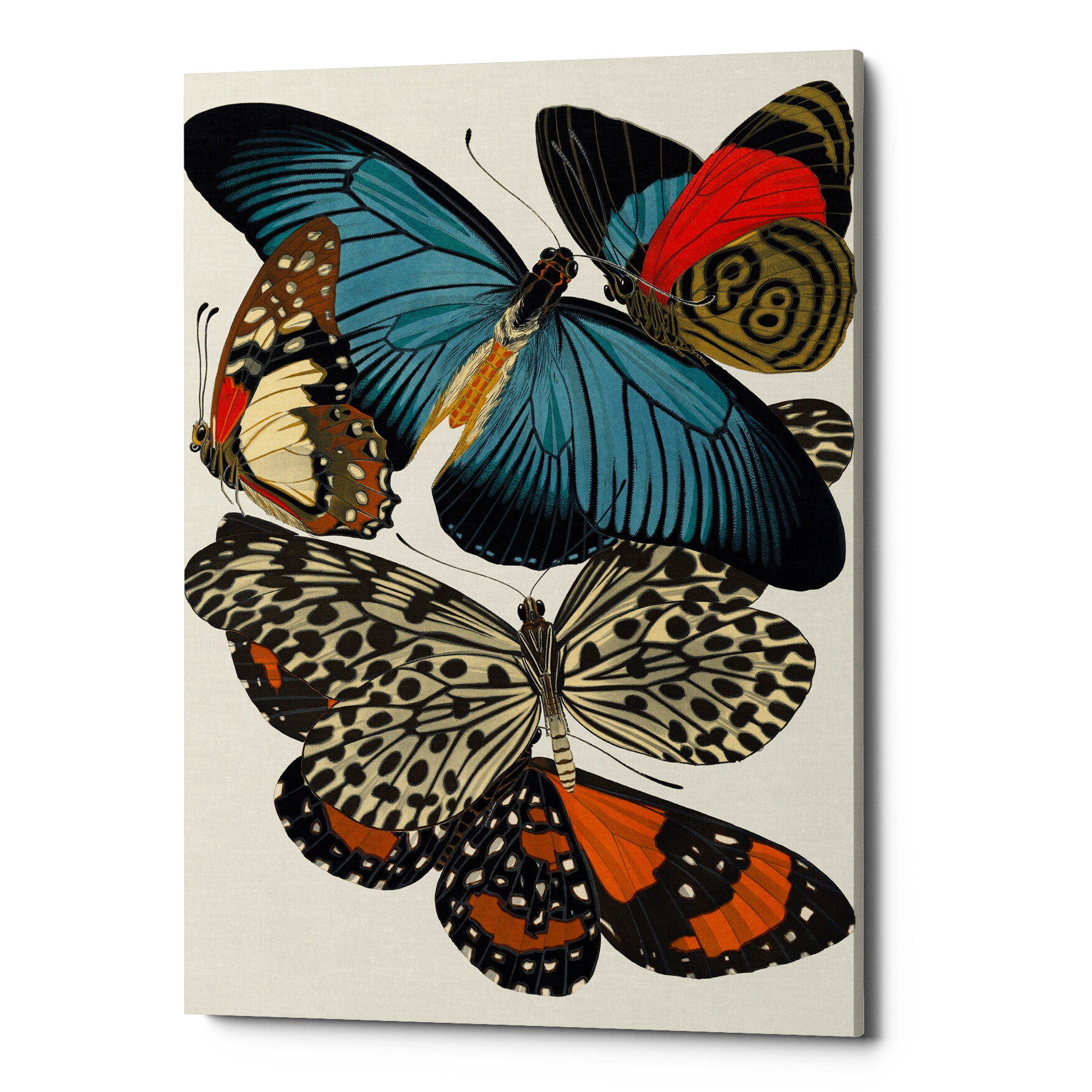 Картина на холсте коричнево-синяя «Бабочки мира 5»