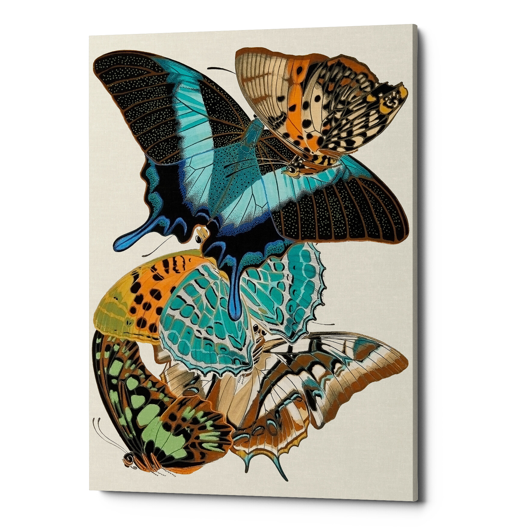 Картина на холсте коричнево-голубая «Бабочки мира 13»