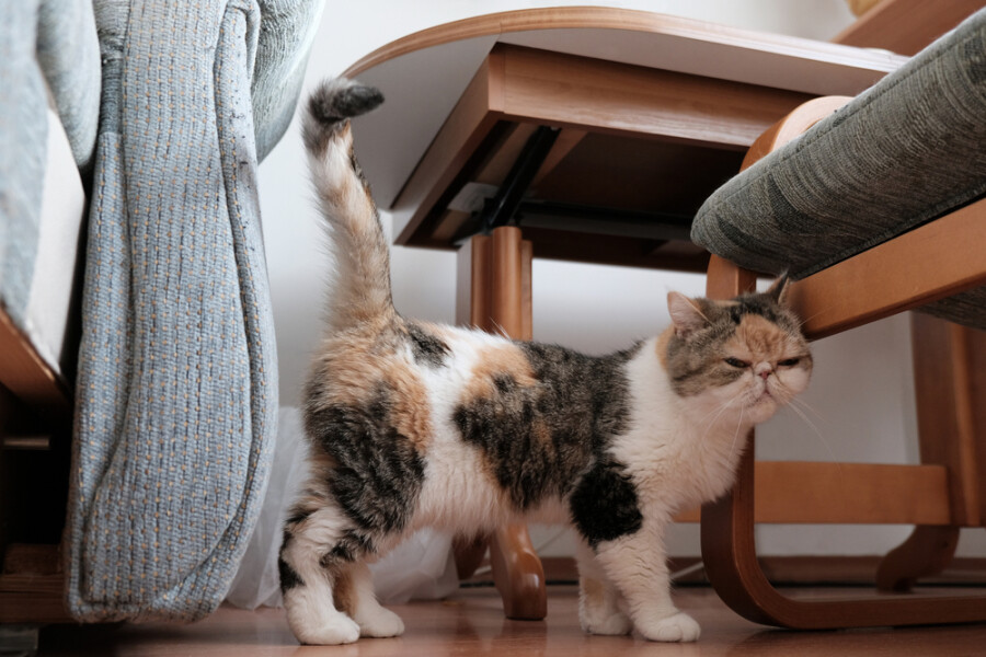 Животные в доме: как защитить мебель и отучить питомца ее портить
