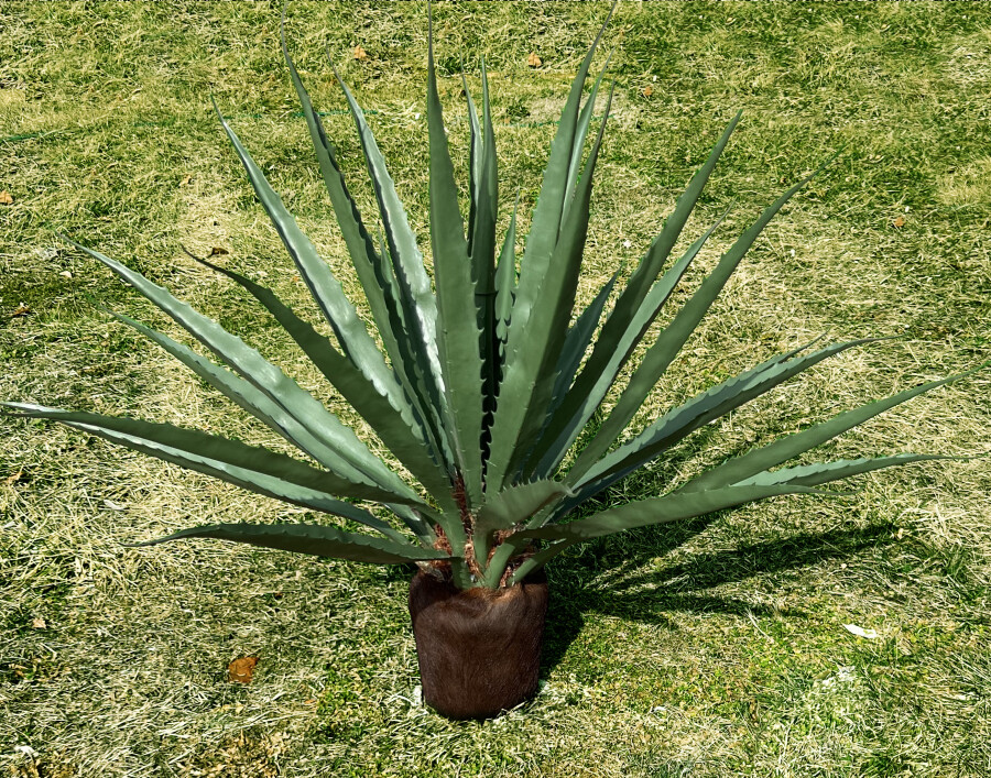 Агава