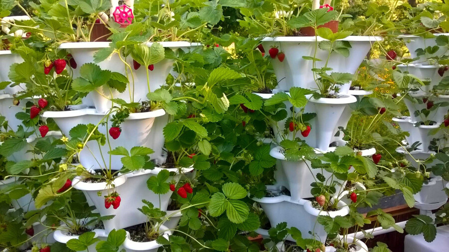 Какие кусты плодовые для дачи