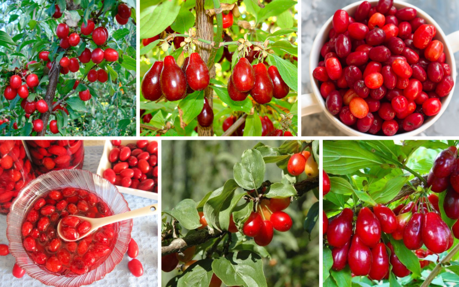 10 плодовых кустарников съедобными ягодами для вашего участка: выбираем лучшие сорта
