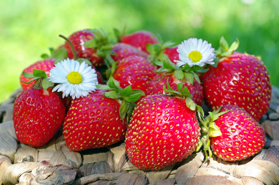 Дикорастущие съедобные ягоды и плоды Саратовской области | manikyrsha.ru | Дзен