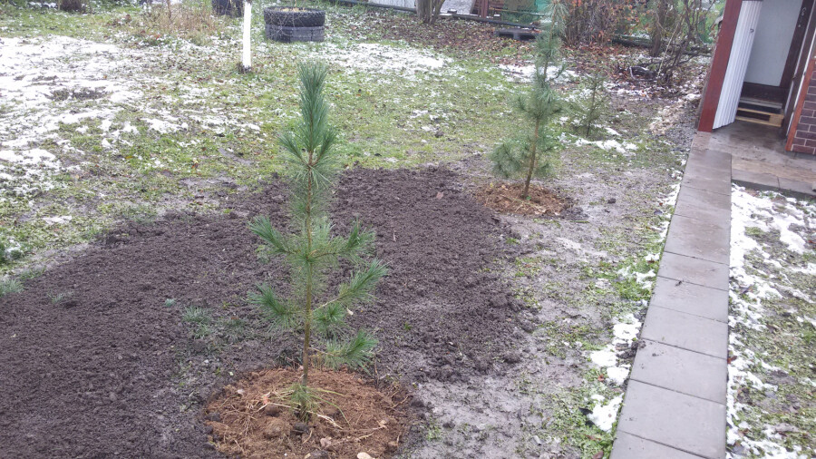 Заморозки