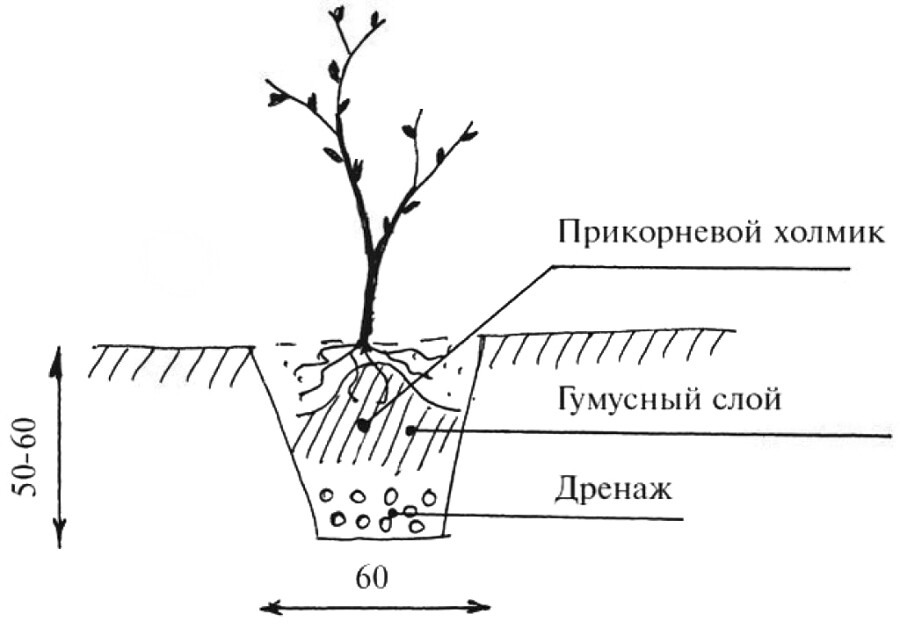 Схема