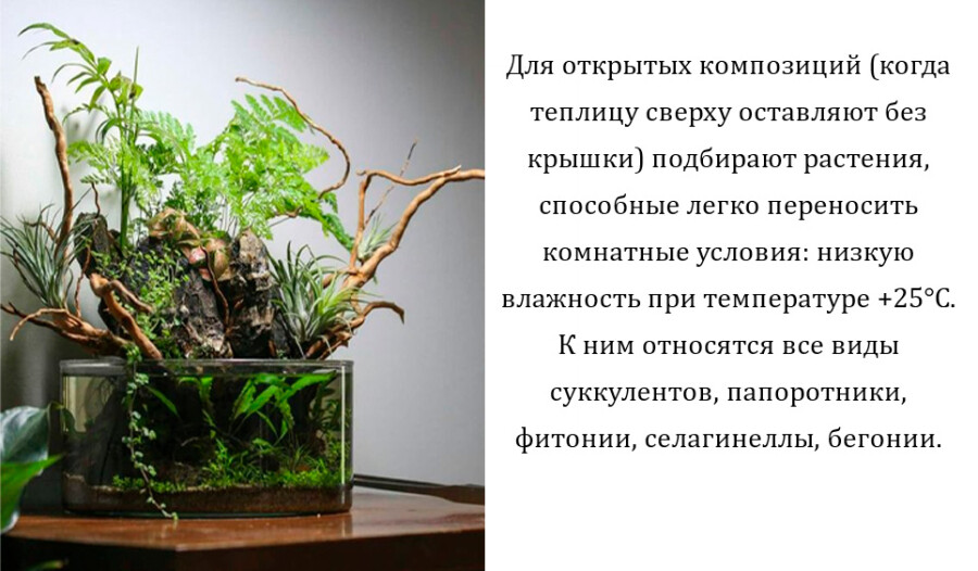 Растения в аквариуме дома