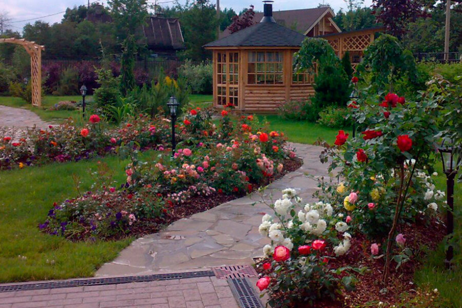 Розы в саду: как выбрать, где посадить и как ухаживать