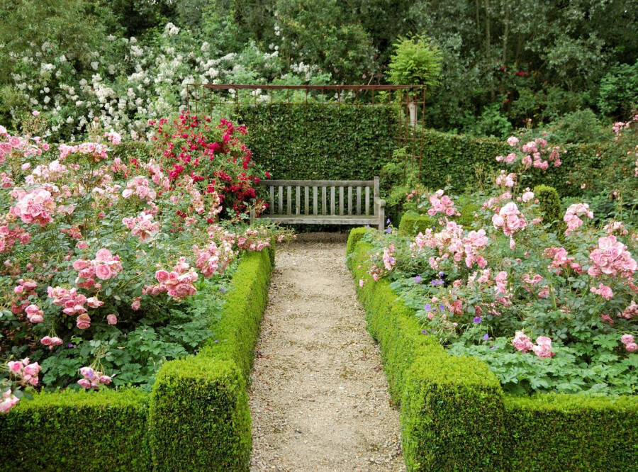 Почвопокровные розы в ландшафтном дизайне – как их успешно применять для украшения сада