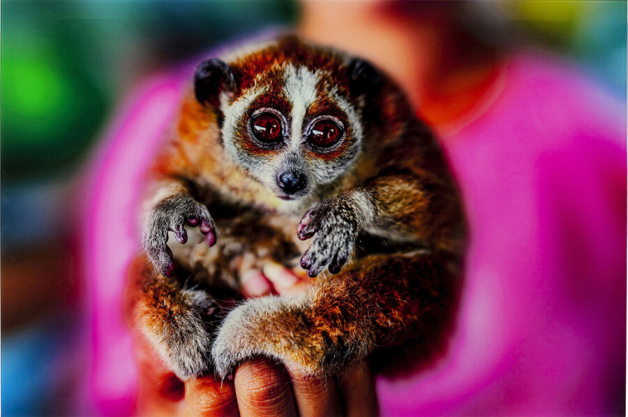 Картина Lemur Kare Design