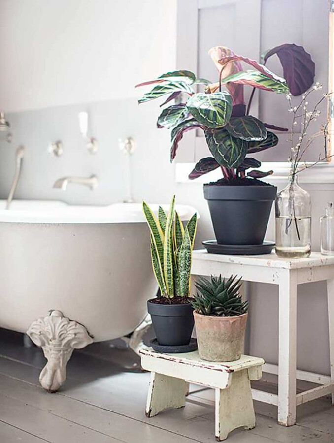 Растения для ванной комнаты. Красивые интерьеры и дизайн