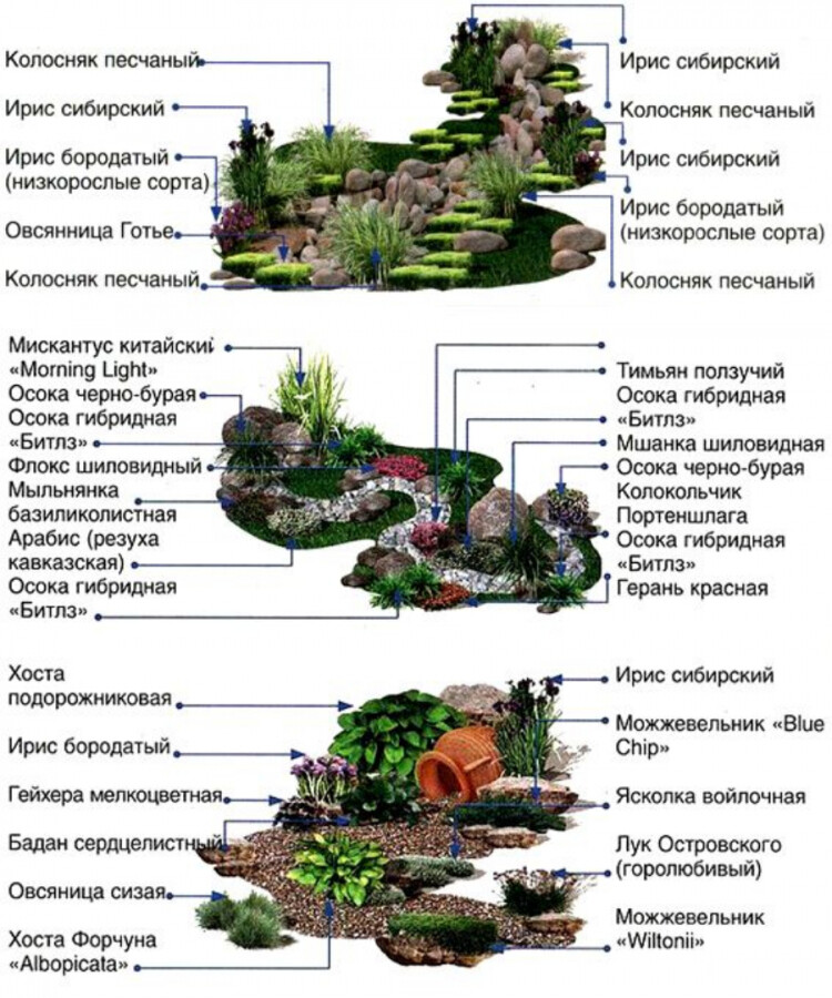 Список растений для ландшафтного дизайна с фото