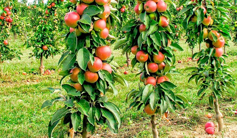 Взрослые плодовые деревья