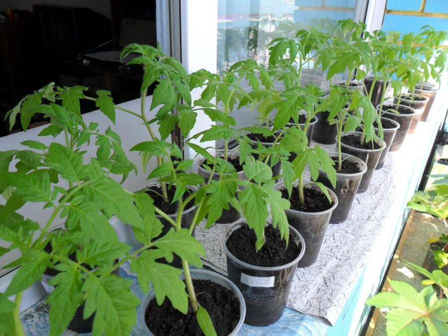 Выращивание помидоров на подоконнике пошагово: выбор сорта, посев на рассаду, уход