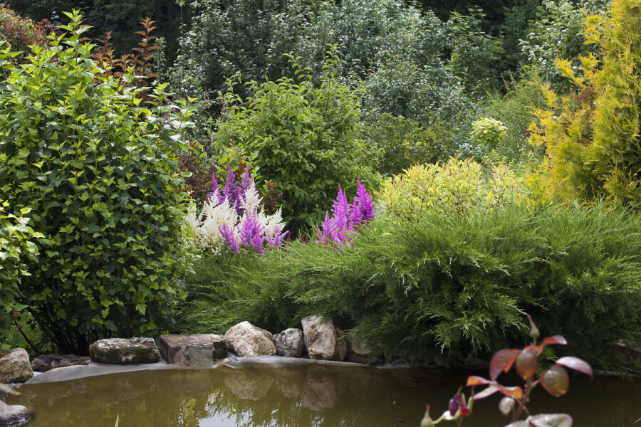 Кусты для ландшафтного дизайна вашего сада: 15 видов с фото и описанием