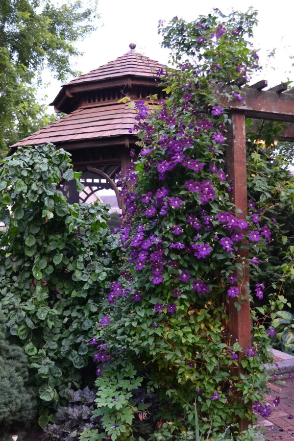Клематис