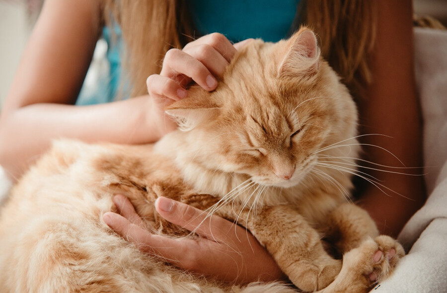 Мурчащий кот ассоциируется с уютом и домашним теплом
