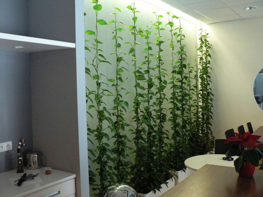 Вертикальное озеленение стен: виды, функции в интерьере
