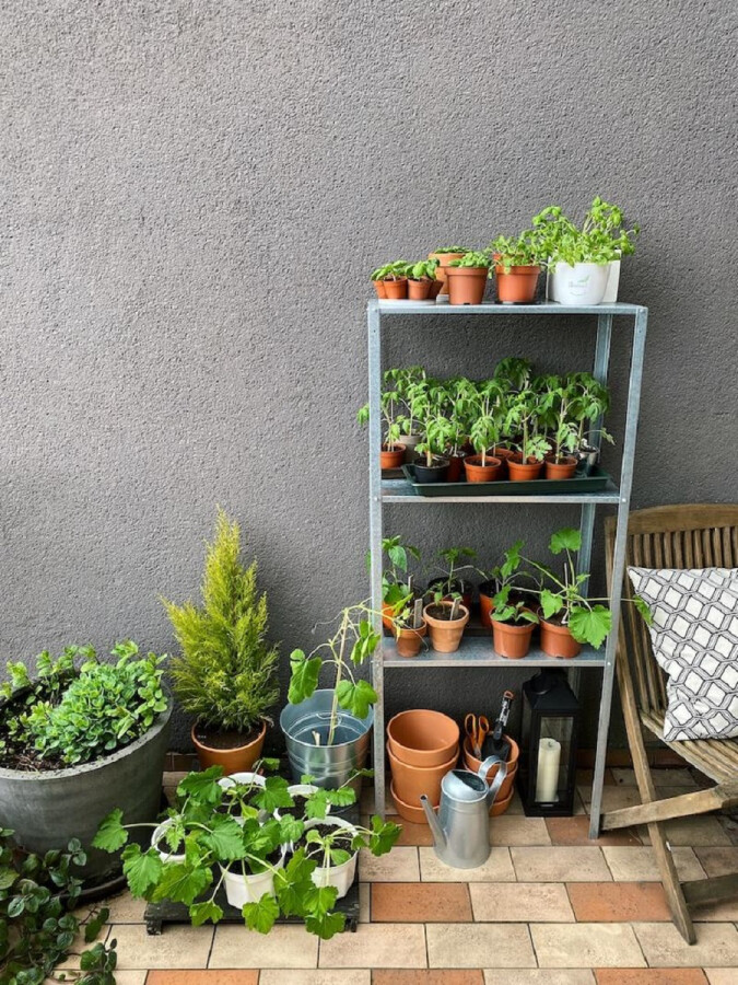 Огород на балконе: как сделать, когда и что посадить?