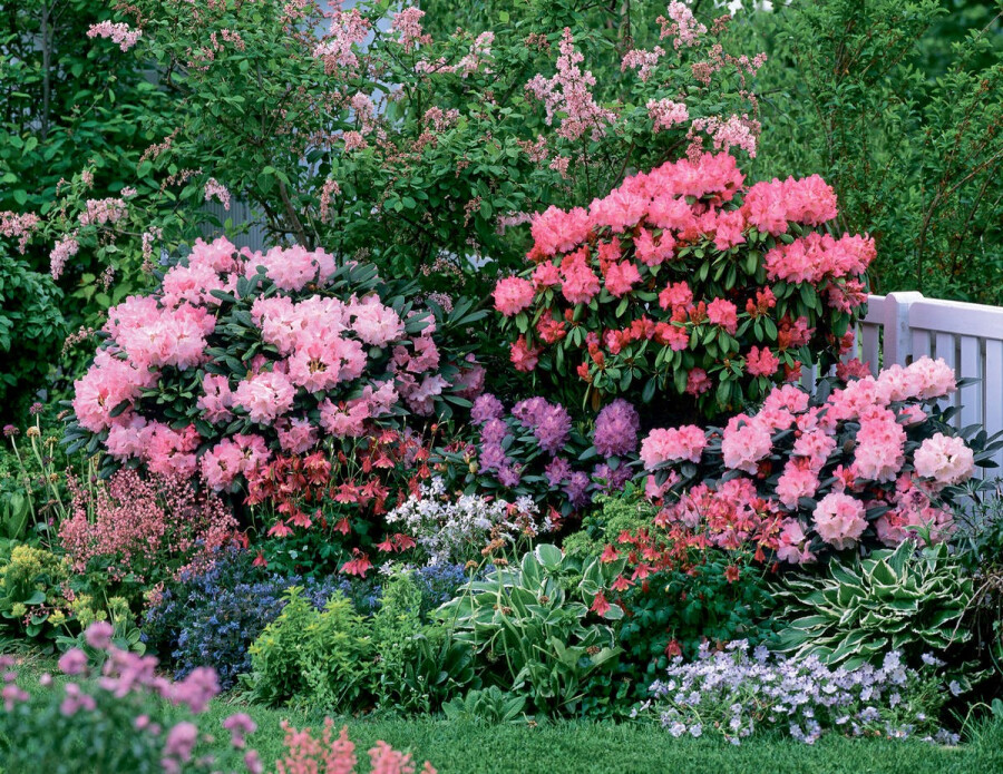 Рододендрон – настоящее украшение сада или дворовой территории