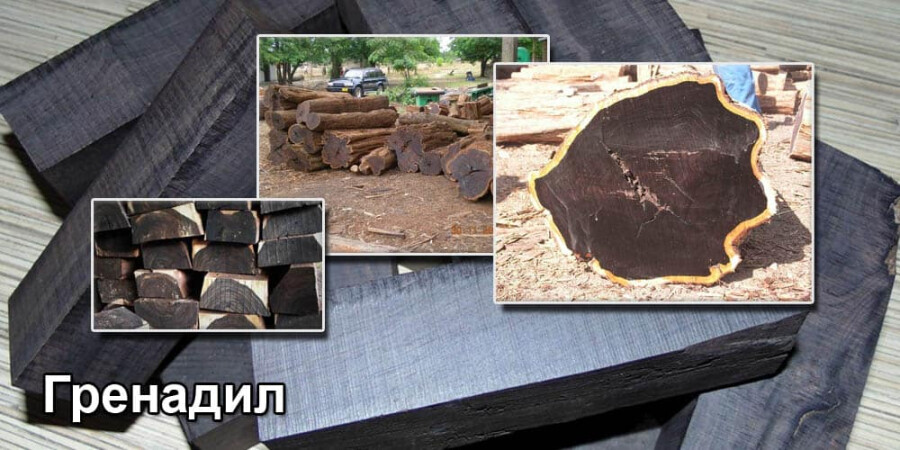 Дерево-великан с тёмной сердцевиной
