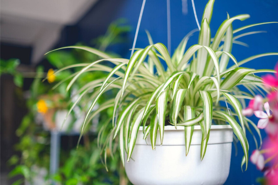 Почему комнатные растения не цветут и как это исправить